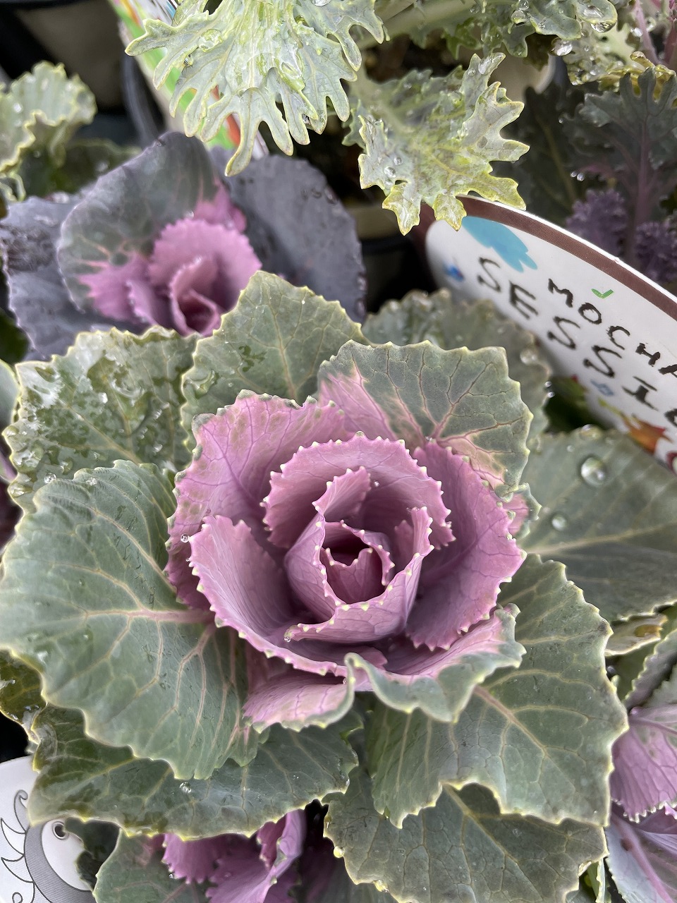 12月オススメ ハボタン 『萌花セッショ｜熊本の大型総合園芸店